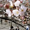 桜　教育に焦り　カップヌードル紙カップに