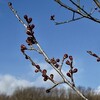 凍え上がった平和公園 里山