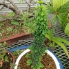 石化ヒノキが伸びる・・・。