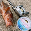 夏を告げる魚と言えばあの魚、今期初トライ！キジハタ狙いの釣行記。