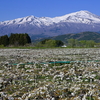 梨花と鳥海山