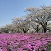 荒川土手の芝桜と桜並木