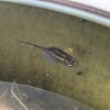 メダカの飼育日記・５５