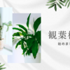 観葉植物の育て方を学んでみようかな