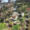 我が園に初蝶を見つけたり
