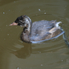 鳰（カイツブリ）幼鳥