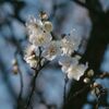 木場公園の早咲きの白梅