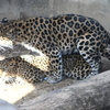 アムールヒョウのことを教えていただきました