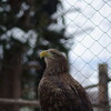 年末に旭山動物園へ行く