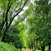 My happy forest