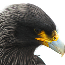 Falcon Diet Genius