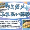 ウミガメふれあい体験【5/3-5/5】