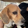 ビーグル犬