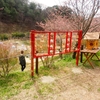広島県世羅郡世羅町にある世羅高原農場の花々 ⑤