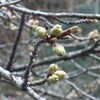 明日から４月