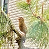 初夏の生き物たち（野鳥の続き）