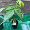 観葉植物の鉢の入れ替えをしました