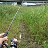 久しぶりにチヌ釣り♪