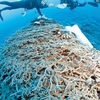久米島沖サンゴ調査　国内最大WWFJ