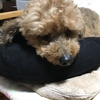 我が家の可愛い（ちょい）デカ・トイプードル♪　3月4日（2020）　