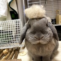 うさぎのスリッカーブラシを新調しました うさぎさんとモフモフな日々
