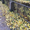 デンマークの落葉樹の色