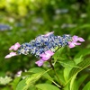 小雨トキドキ紫陽花 ♡