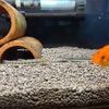 金魚