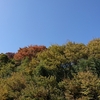 紅葉と青空