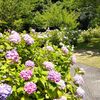 智積院　～知る人ぞ知る紫陽花の名所