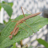 夏休みの自由研究　庭の虫さがし(1)