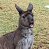 【シドニー旅行記14】コアラもカンガルーも近くで満喫！コンパクトなシドニー動物園