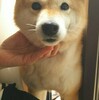 どうして遊んでくれないの？花粉シーズンで…柴犬『きなこ』？？がいっぱい