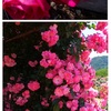薔薇の季節になりました