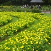 奈良県営馬見丘陵公園のコスモス２０２３年（１０月中旬～下旬）