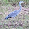 神原町に飛来した鳥　　アオサギが稲近くの畑にやってきた