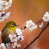 梅の香り