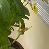 ふわっと花日記 #3｜パンジーの種まきで失敗？それでも楽しい家庭ガーデニング初心者の記録