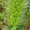 (233) Setaria viridis