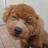 抹茶ブームで煎茶があおりを食う。。