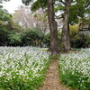 小田原市早川　　石垣山一夜城歴史公園　シャガ