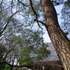 高幡不動尊 その２