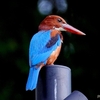 シンガポール　ビダダリ公園の野鳥たち