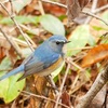 本日（12/7）の鳥見