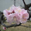 バラ、ばら、バラ科の花いっぱい