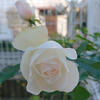 白バラ