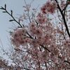 桜を愛でる2009