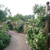 ６月のイギリス−３(ハイドパーク公園の薔薇園）