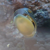 くっつき虫の石巻貝
