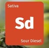 大麻の種類 Sour Diesel

 サワーディーゼル